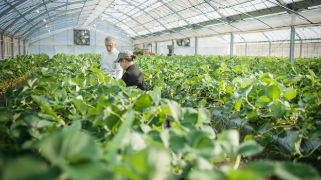 Two Asian workers in a greenhouse