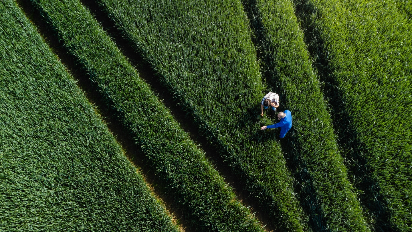 Workers in a green field examining crops image